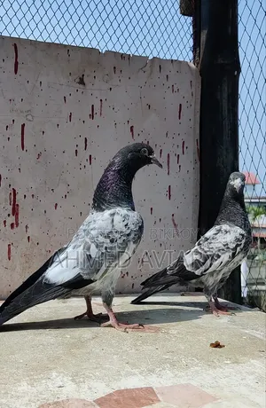 ১০ নং টেডি বেবি