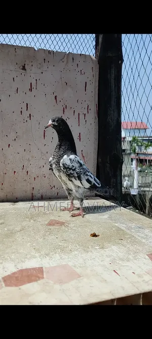 ১০ নং টেডি বেবি
