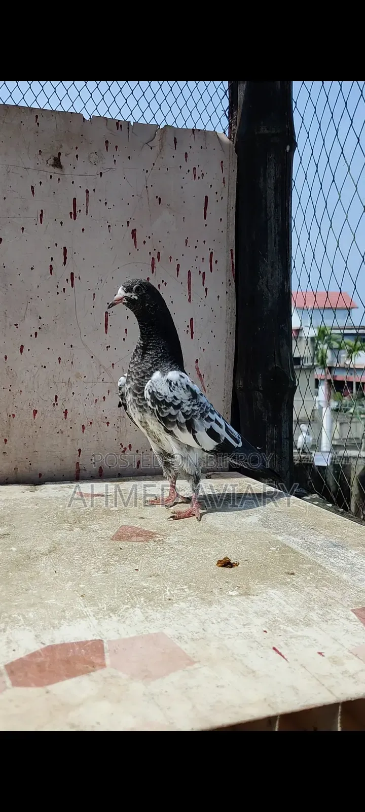 ১০ নং টেডি বেবি