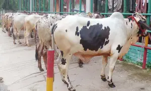 No. 1789, 7 bull calves for sale.