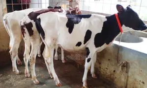 3 improved breed heifers for sale, tag no 1790.