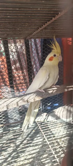 Cockatiel Lutino Female