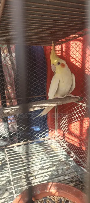Cockatiel Lutino Female