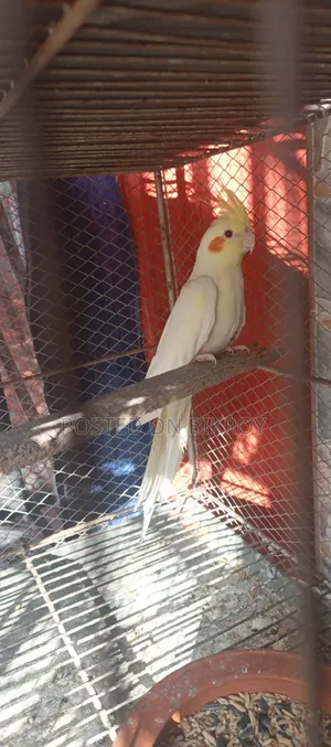 Cockatiel Lutino Female