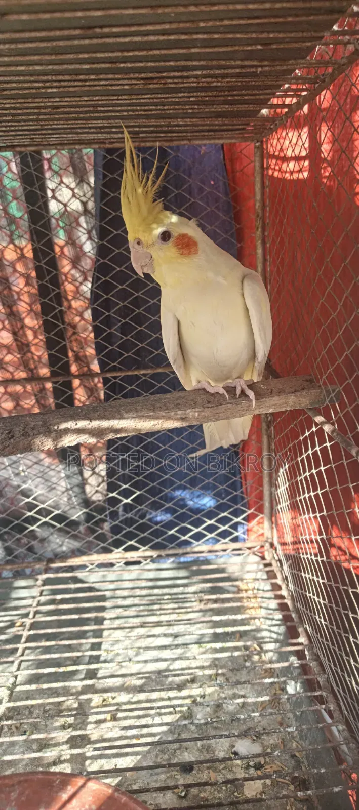 Cockatiel Lutino Female