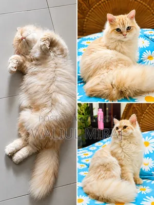 1+ year Female Purebred Persian