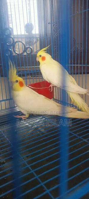 রানিং জোড়া