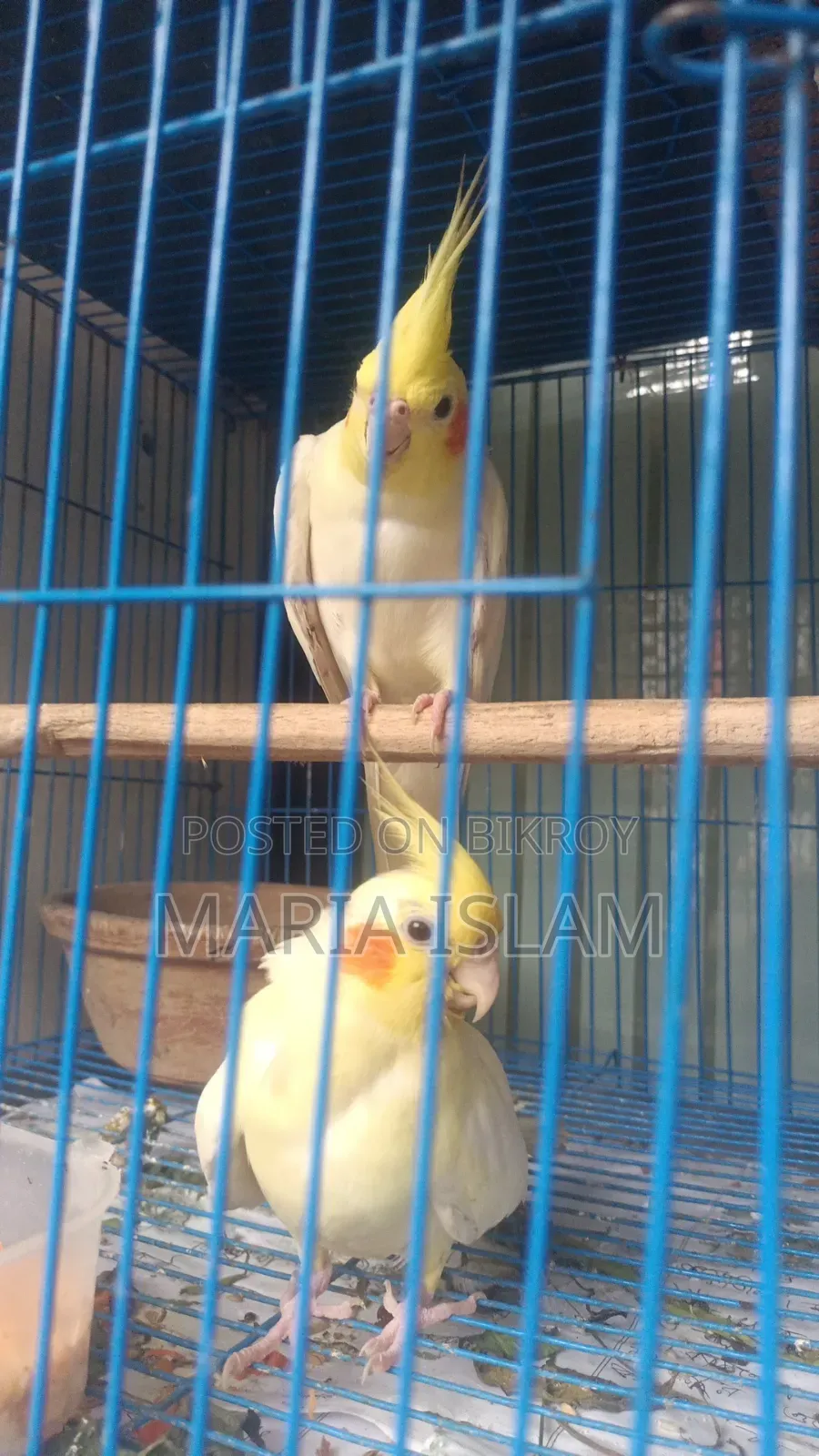 রানিং জোড়া