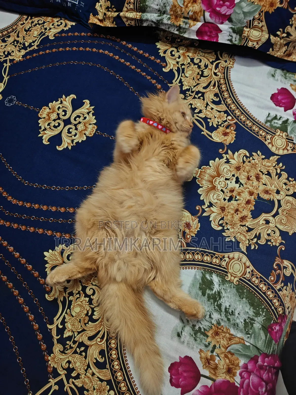 6-12 months Female Mixed Breed Persian