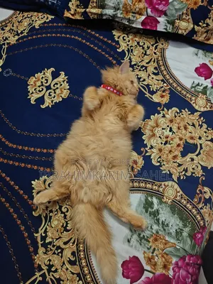6-12 months Female Mixed Breed Persian