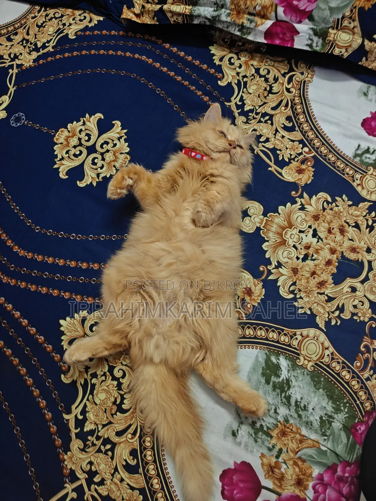 6-12 months Female Mixed Breed Persian