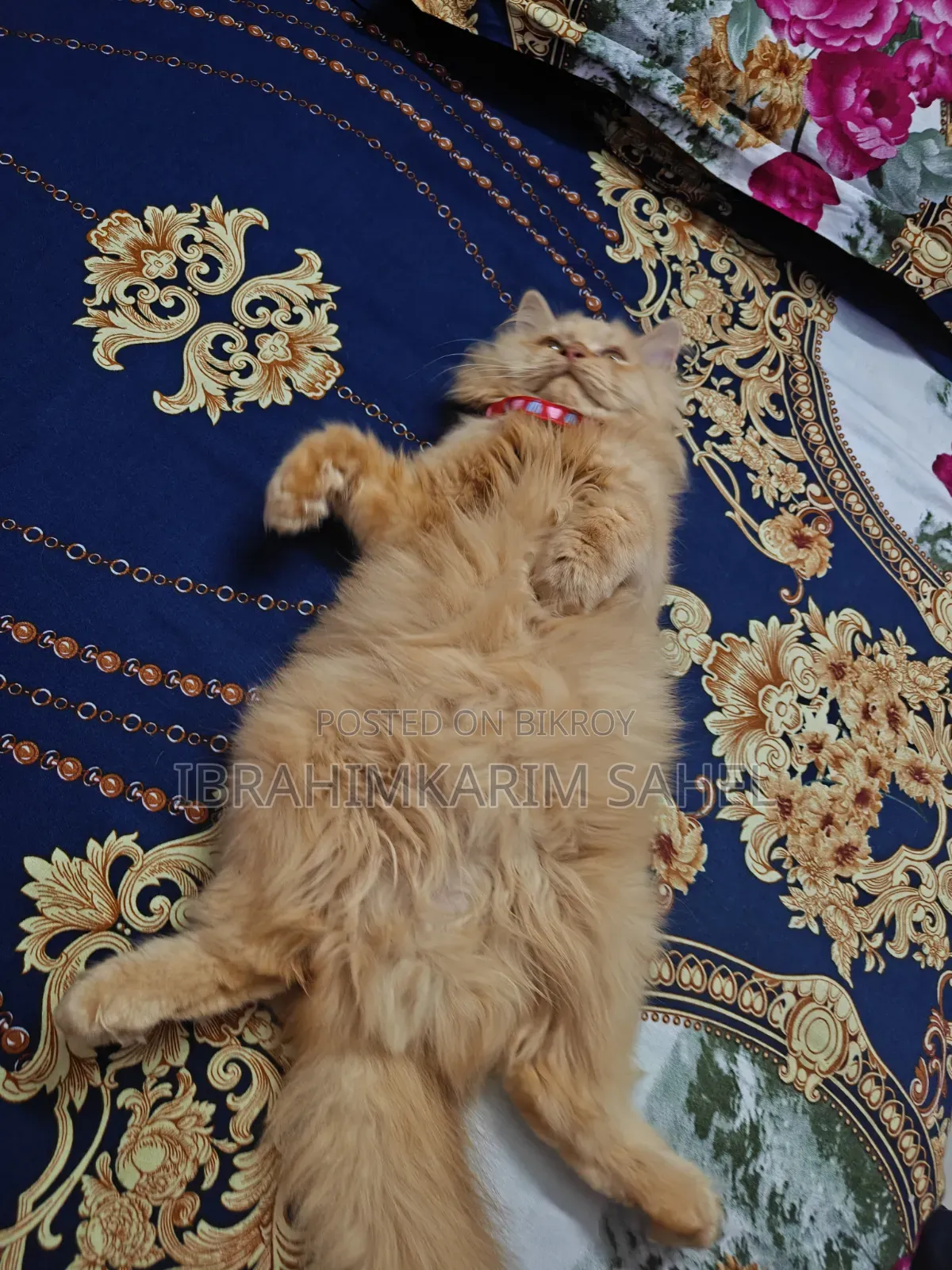 6-12 months Female Mixed Breed Persian