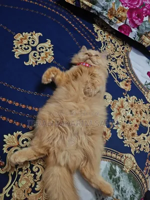 6-12 months Female Mixed Breed Persian