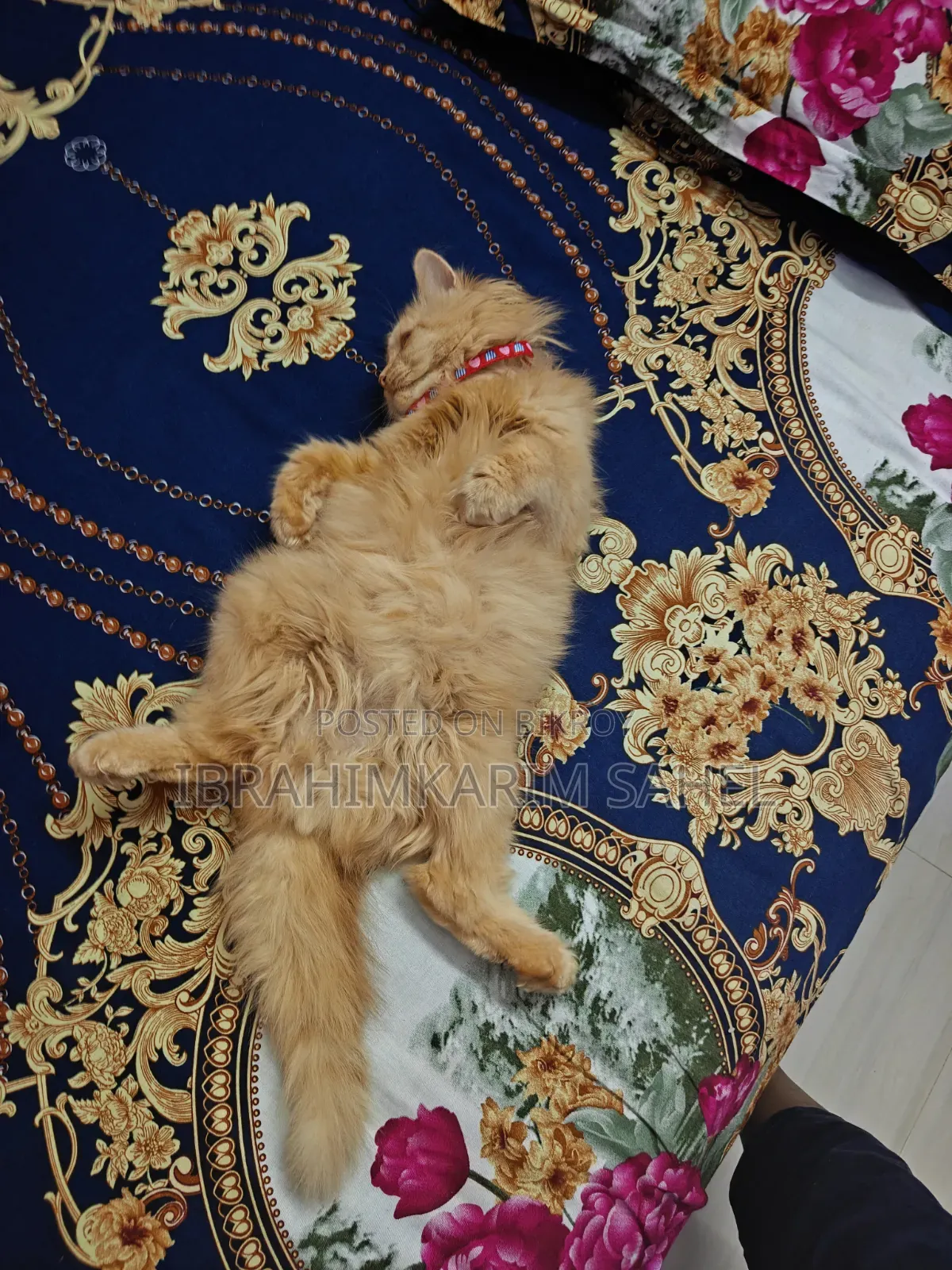 6-12 months Female Mixed Breed Persian