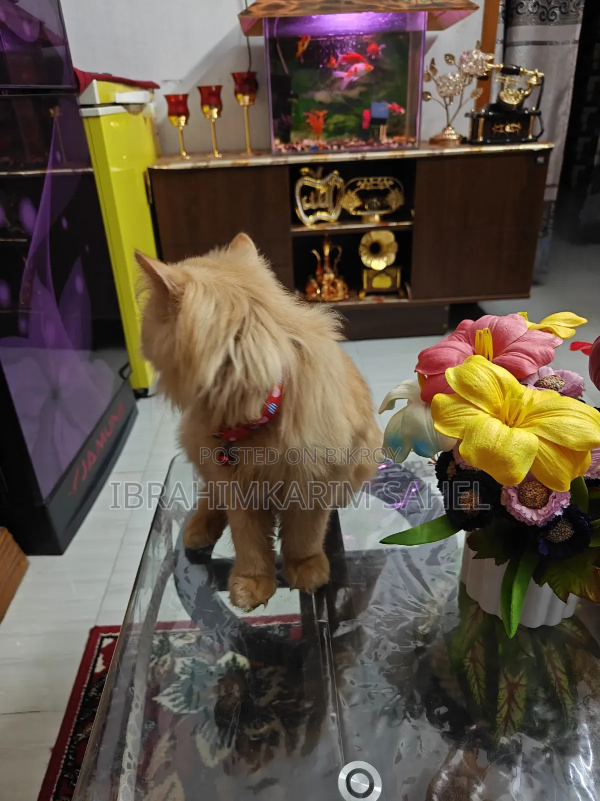 6-12 months Female Mixed Breed Persian