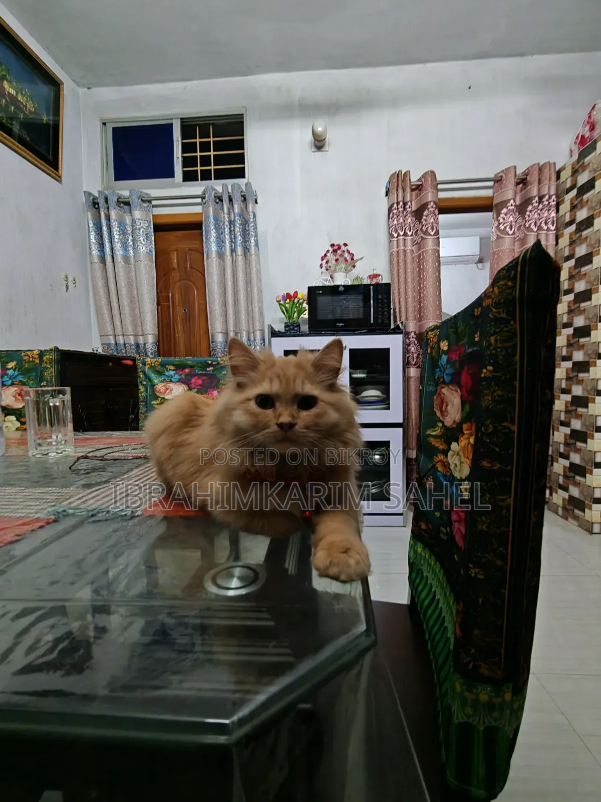 6-12 months Female Mixed Breed Persian