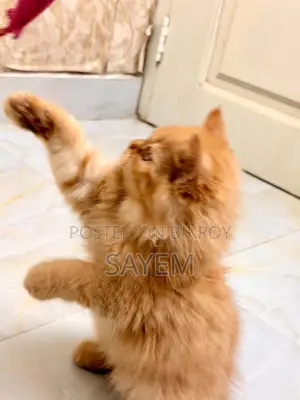 1-3 Months Male Purebred Persian