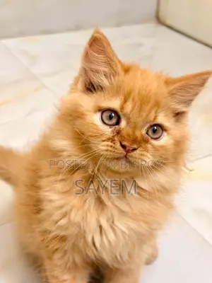 1-3 Months Male Purebred Persian