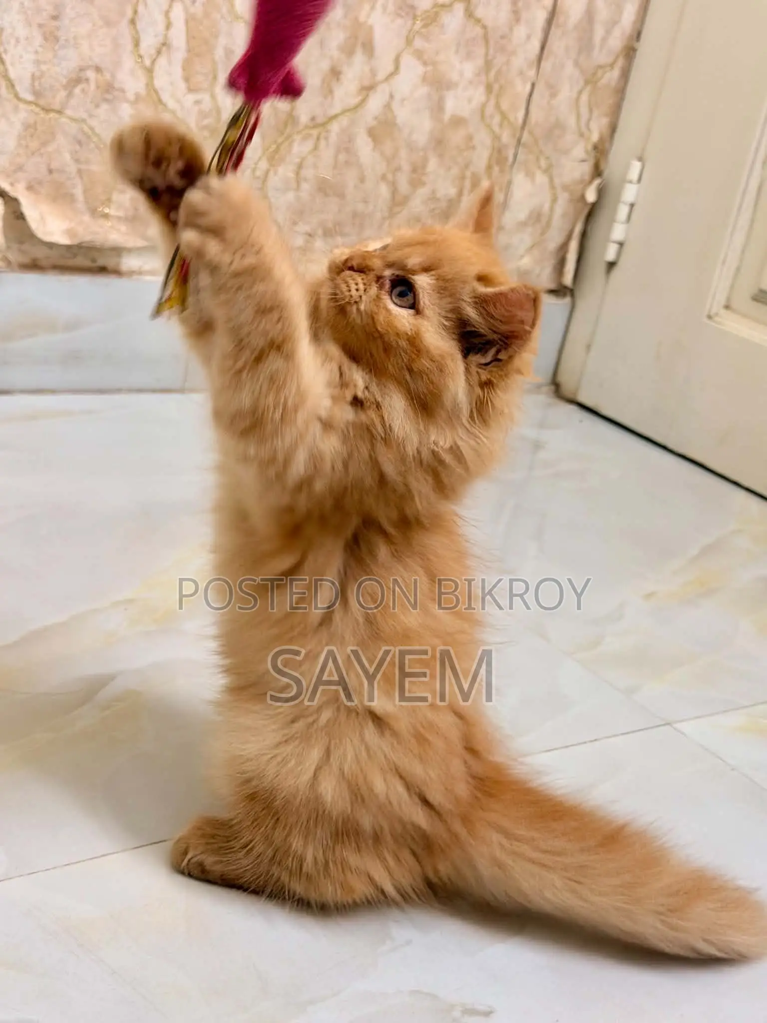 1-3 Months Male Purebred Persian