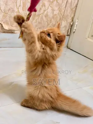 1-3 Months Male Purebred Persian
