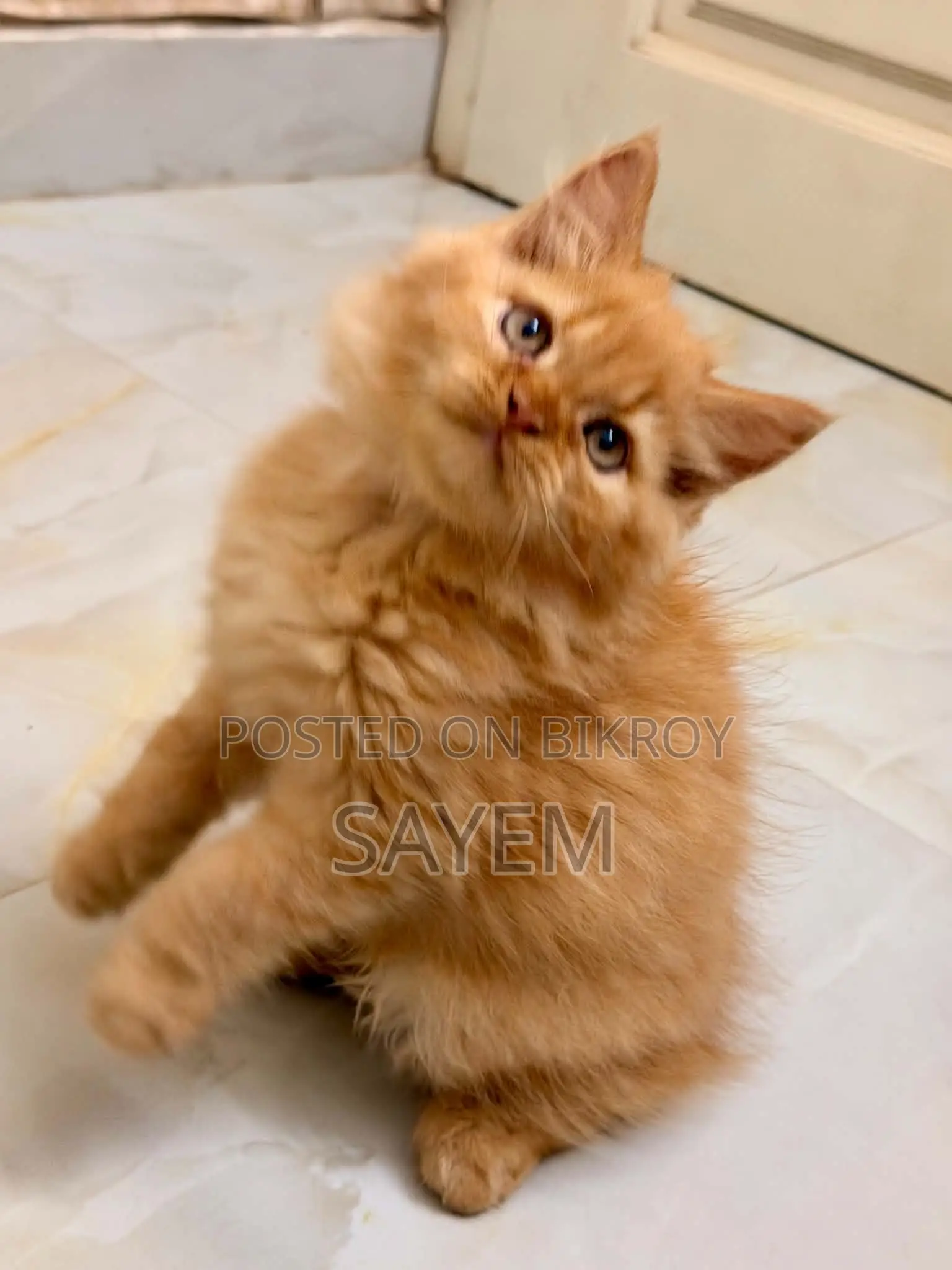 1-3 Months Male Purebred Persian