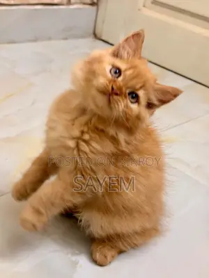 1-3 Months Male Purebred Persian