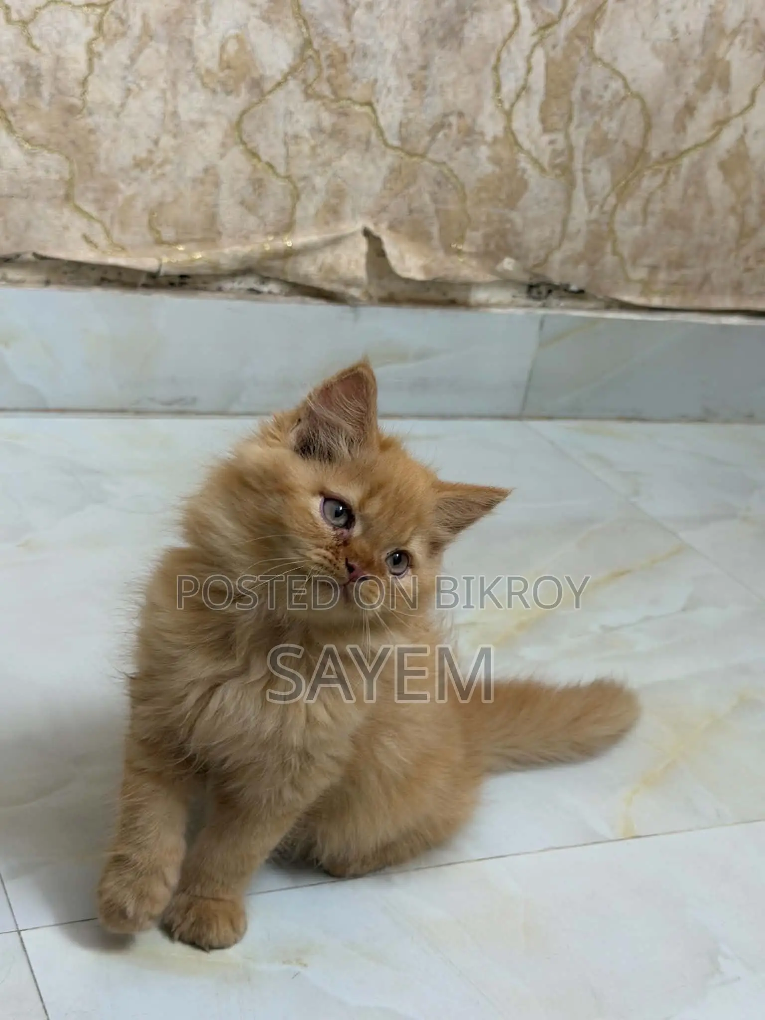 1-3 Months Male Purebred Persian