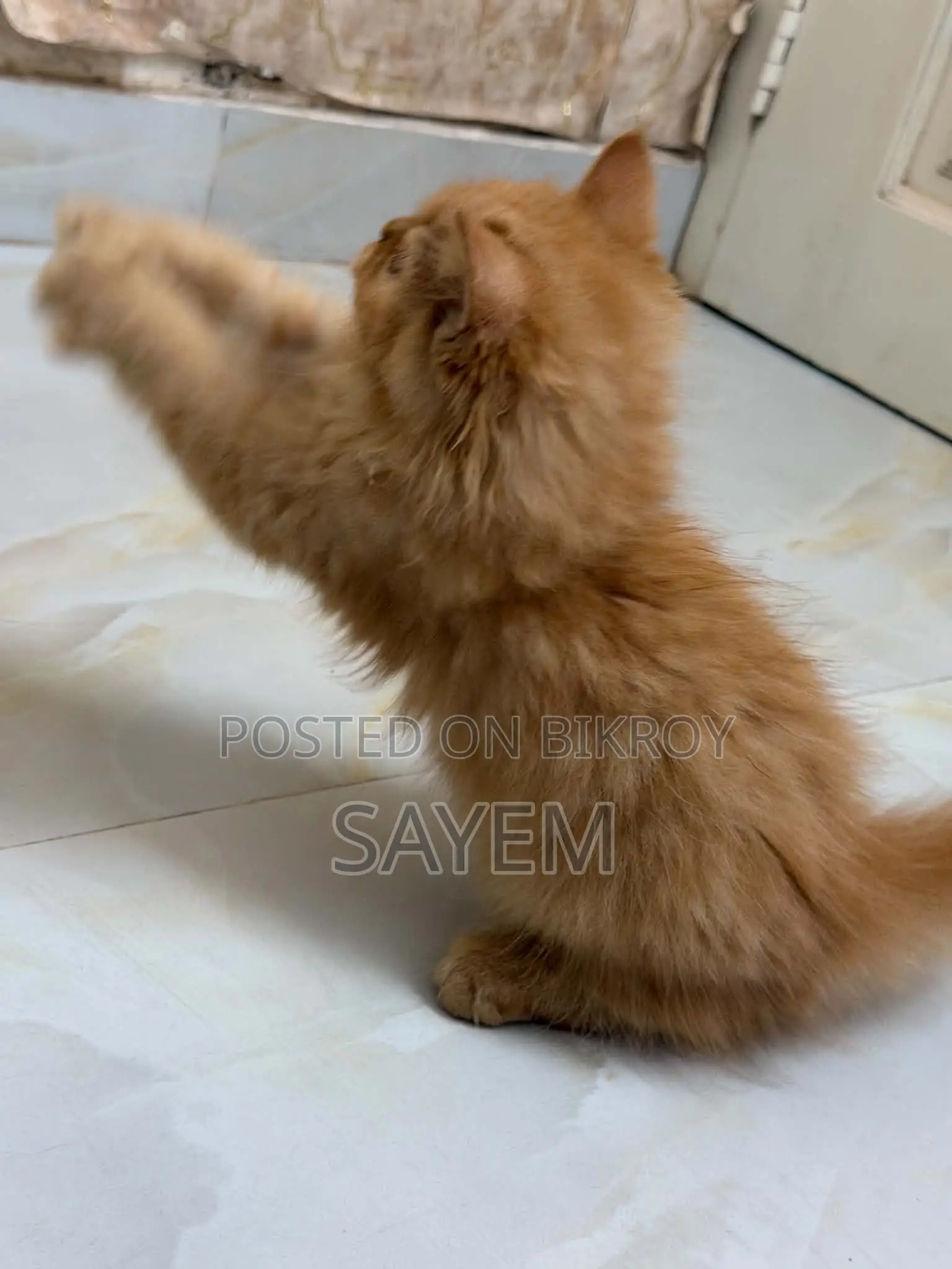 1-3 Months Male Purebred Persian