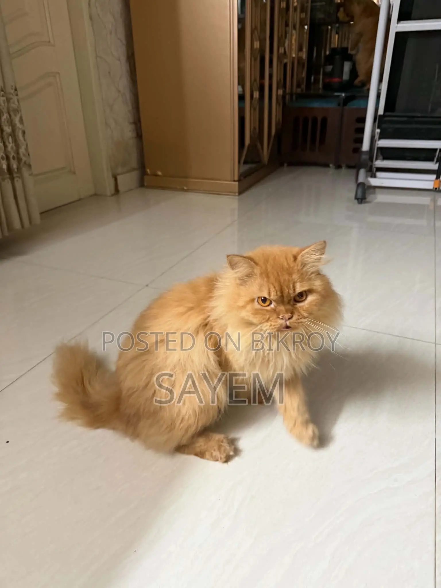 1-3 Months Male Purebred Persian