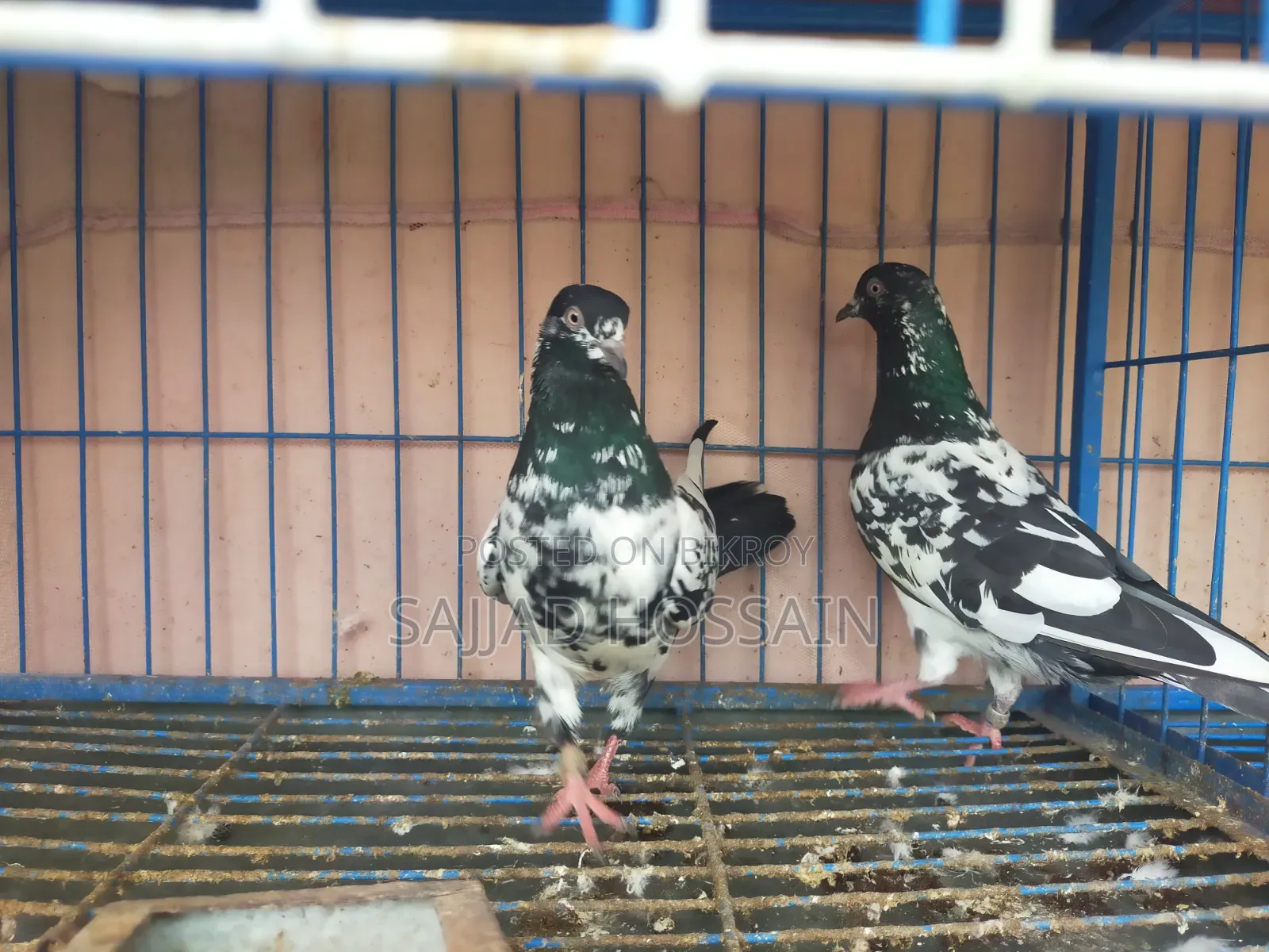 Pigeon for Sale