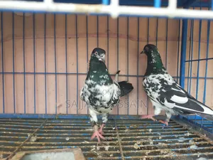 Pigeon for Sale