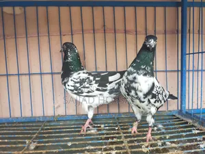 Pigeon for Sale