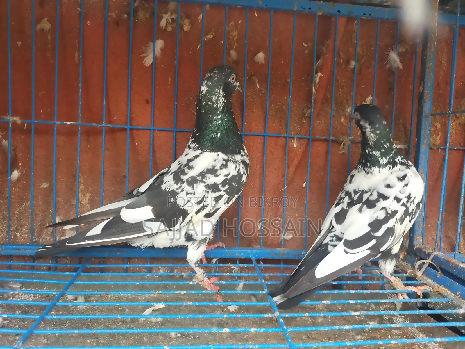 Pigeon for Sale