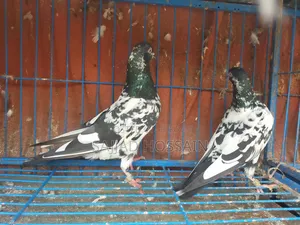 Pigeon for Sale