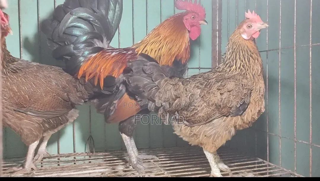 Hunting Cock and Hens 3 Pieces