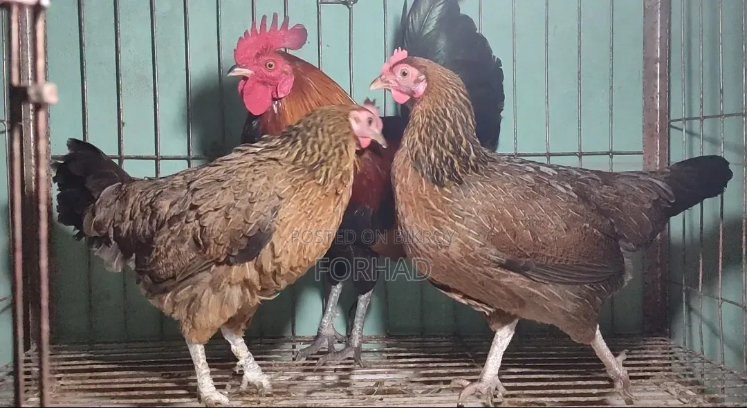 Hunting Cock and Hens 3 Pieces