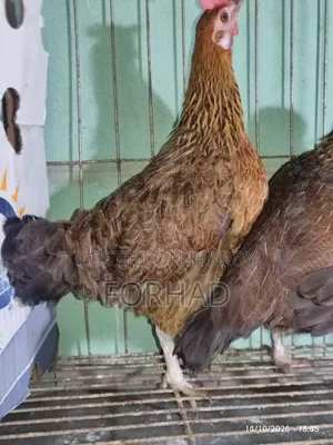 Hunting Cock and Hens 3 Pieces