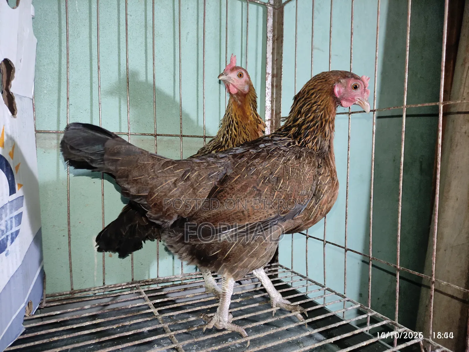 Hunting Cock and Hens 3 Pieces