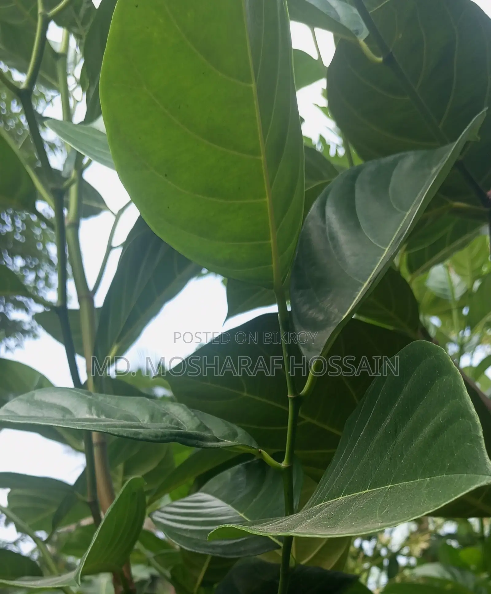 উন্নত জাতের কাঠালের চারা বিক্রয় করা হবে । কাঠাল হবে খুবই মিষ্টি ।