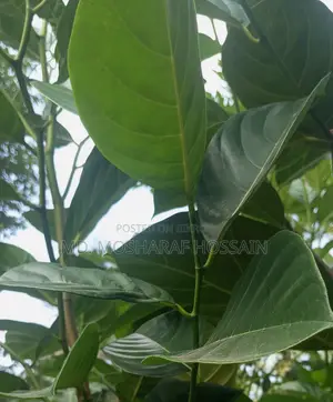 উন্নত জাতের কাঠালের চারা বিক্রয় করা হবে । কাঠাল হবে খুবই মিষ্টি ।