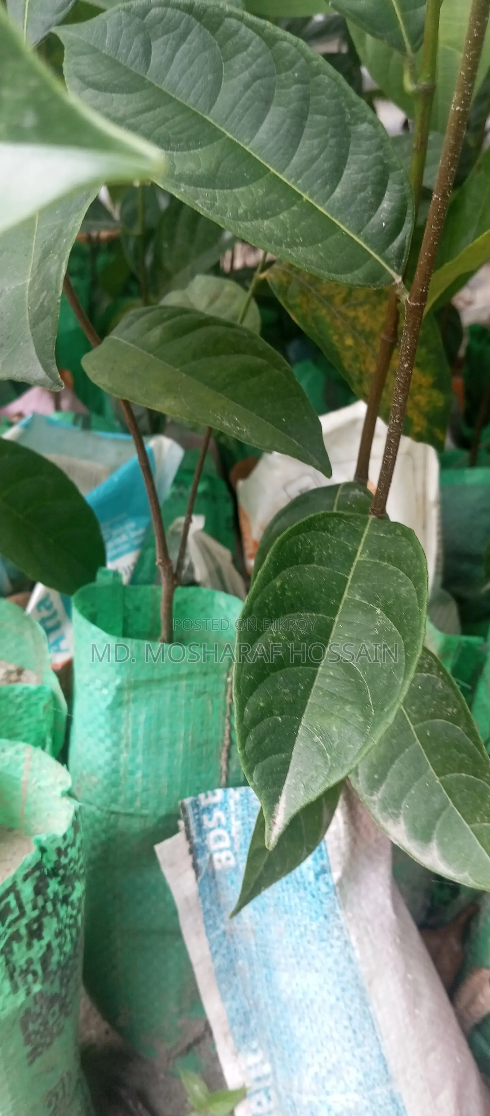 উন্নত জাতের কাঠালের চারা বিক্রয় করা হবে । কাঠাল হবে খুবই মিষ্টি ।