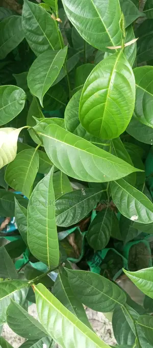 উন্নত জাতের কাঠালের চারা বিক্রয় করা হবে । কাঠাল হবে খুবই মিষ্টি ।