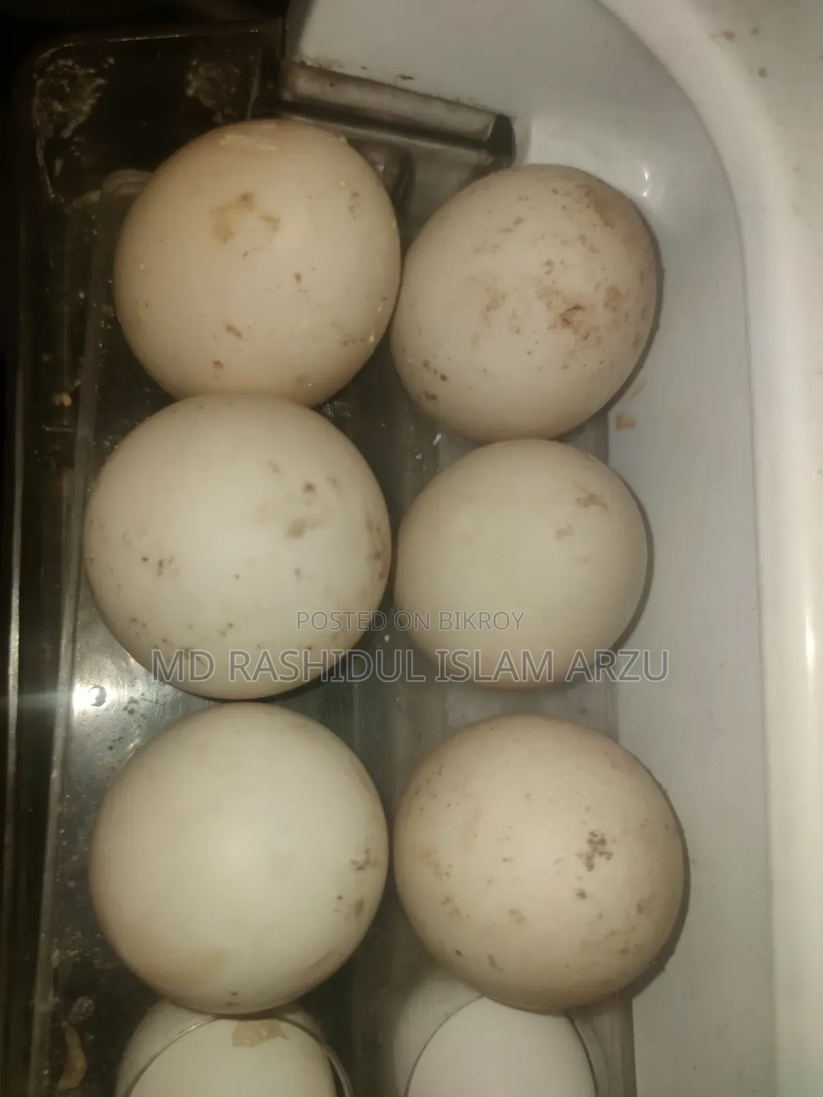 White Muscovy Duck Fertile Eggs