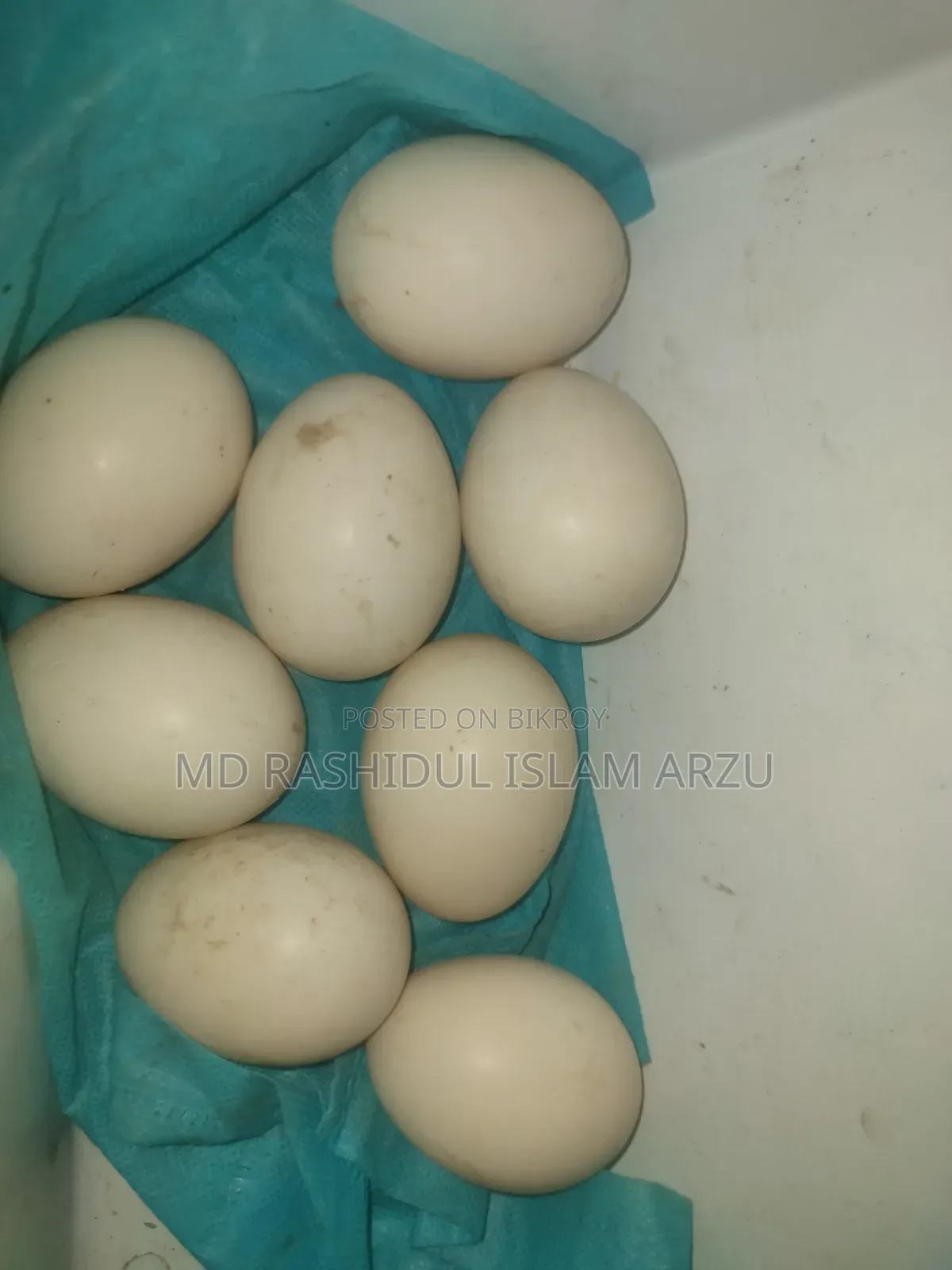 White Muscovy Duck Fertile Eggs