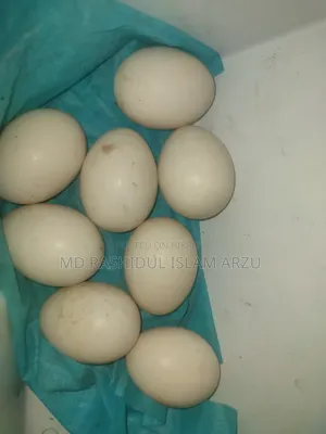 White Muscovy Duck Fertile Eggs