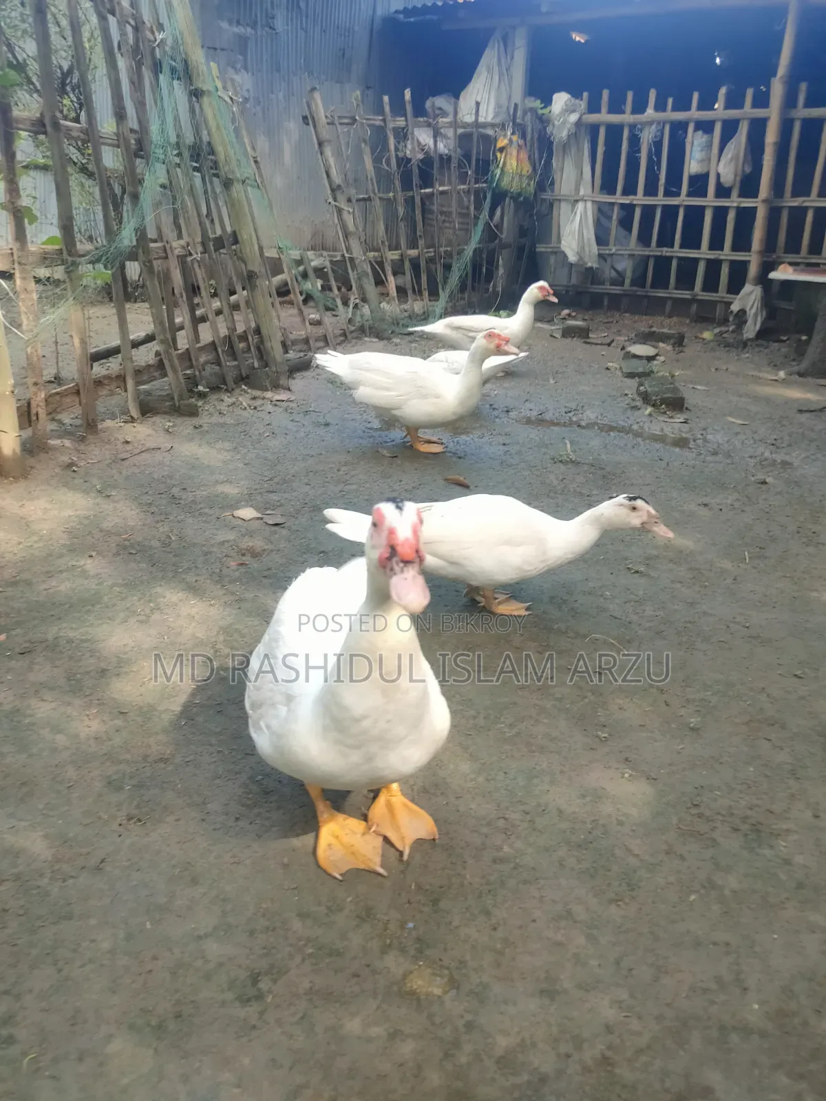 White Muscovy Duck Fertile Eggs