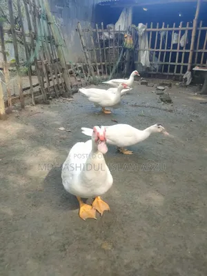 White Muscovy Duck Fertile Eggs