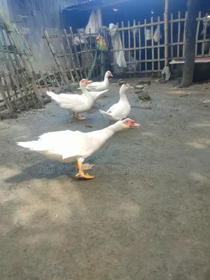 White Muscovy Duck Fertile Eggs