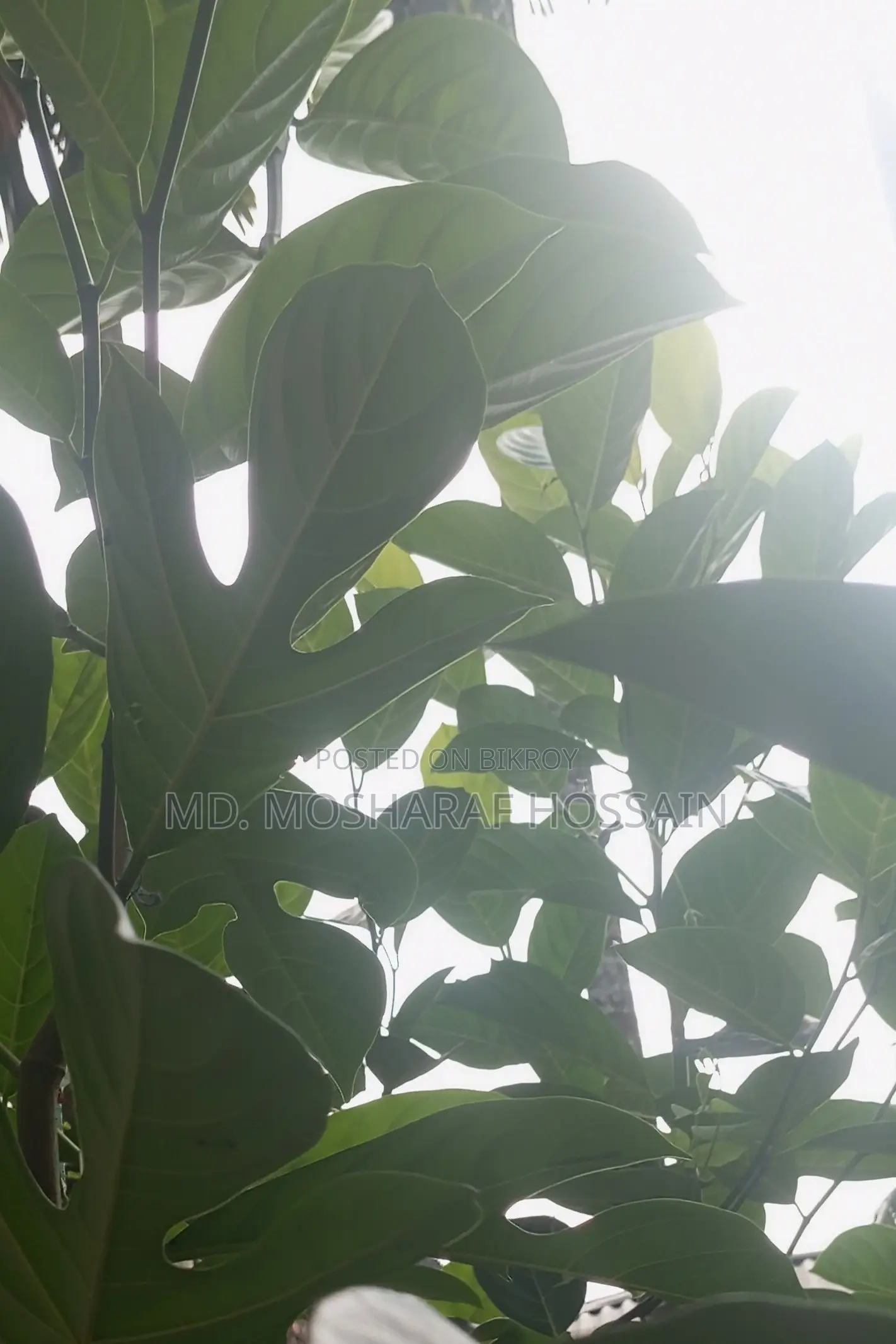 উন্নত জাতের কাঠালের চারা বিক্রয় করা হবে । কাঠাল হবে খুবই মিষ্টি ।