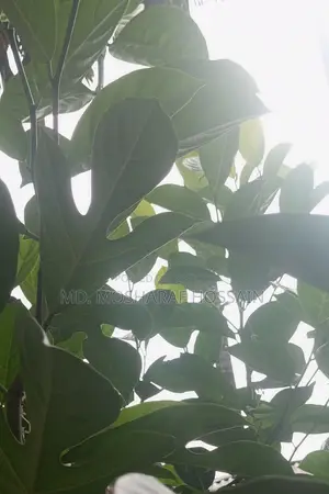 উন্নত জাতের কাঠালের চারা বিক্রয় করা হবে । কাঠাল হবে খুবই মিষ্টি ।